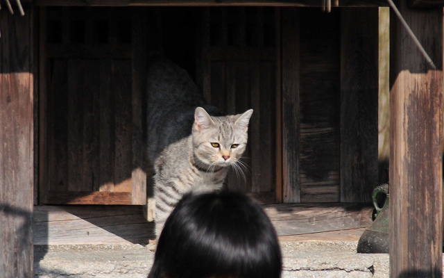 猫神さまのお出まし～！_b0143508_17131755.jpg