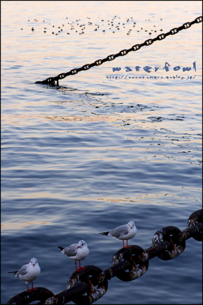 波止場の海鳥_f0100215_23115493.jpg
