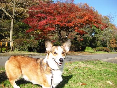 紅葉撮影会~♪_f0155118_0144696.jpg