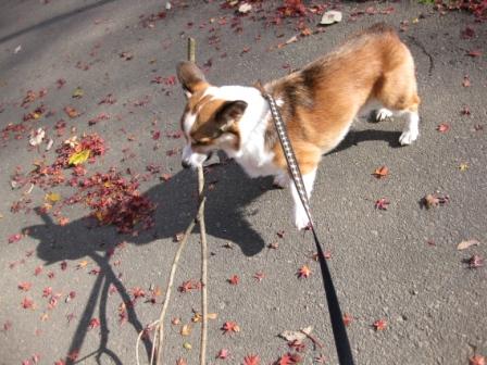 紅葉撮影会~♪_f0155118_0152035.jpg