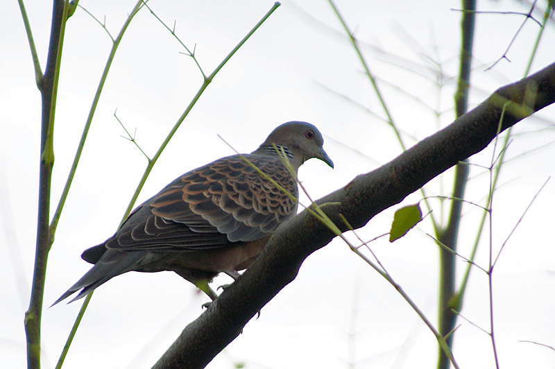 雉鳩、目白、鵯、椋鳥、鶇、青鵐_d0018223_5325164.jpg