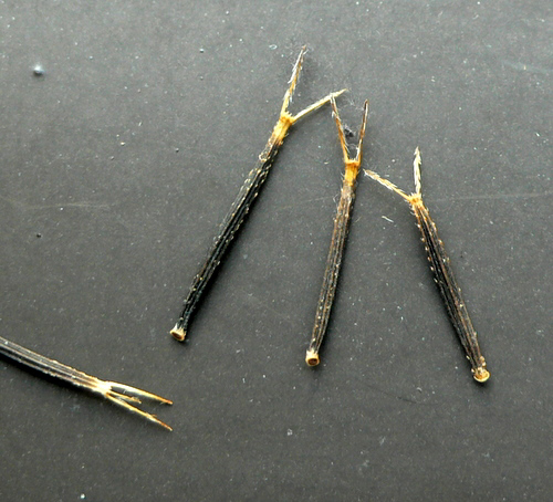 f0060424_9472190.jpg