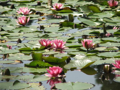 f0054428_13035.jpg