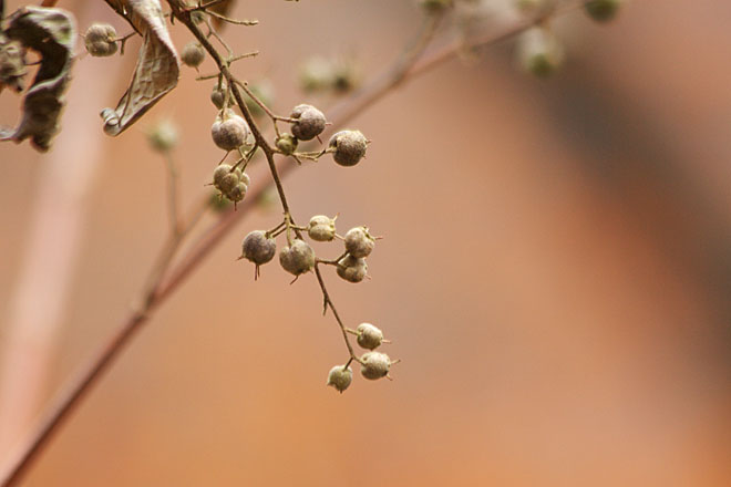 c0067040_23274559.jpg