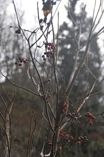 c0093046_7481254.gif