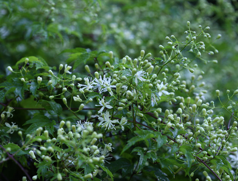 ボタンヅル Clematis apiifolia の花_f0165160_6444872.jpg