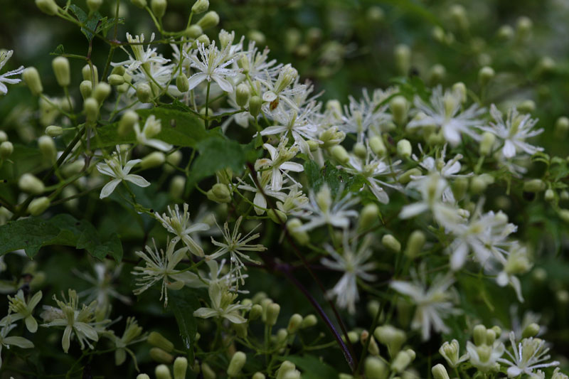 ボタンヅル Clematis apiifolia の花_f0165160_6445782.jpg