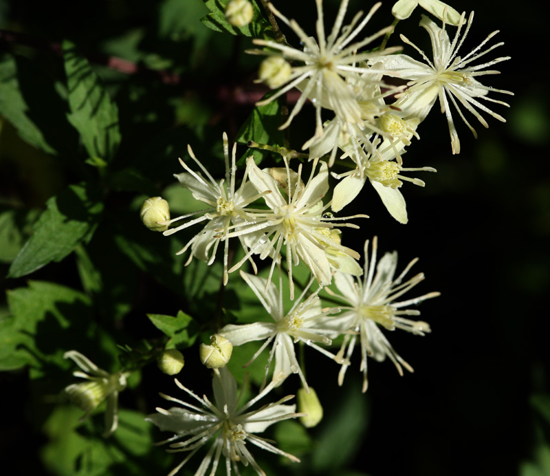 ボタンヅル Clematis apiifolia の花_f0165160_6452111.jpg