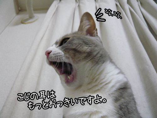 衝動買い_b0083267_0113715.jpg