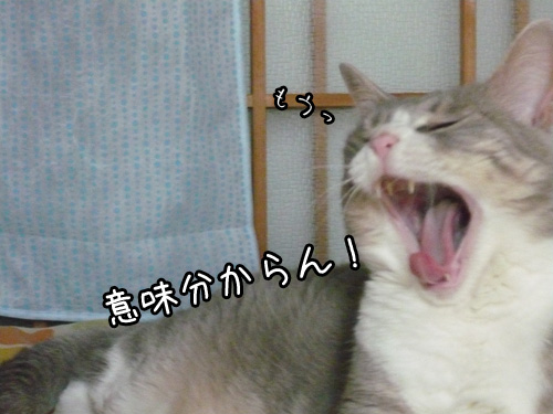 衝動買い_b0083267_0254356.jpg