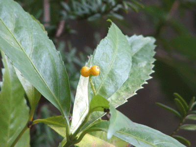 d0050472_2131369.gif