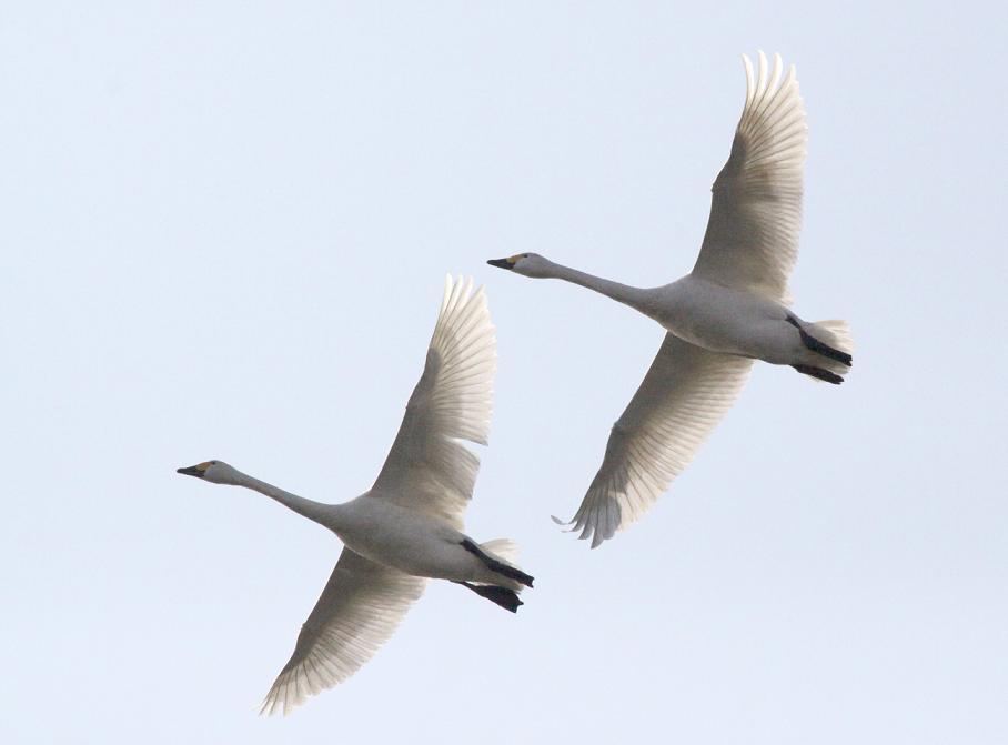 白鳥さんも仲良く飛んで_a0107574_658123.jpg