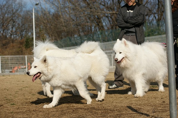 サモエド in 毛呂山　03_c0109780_18563814.jpg