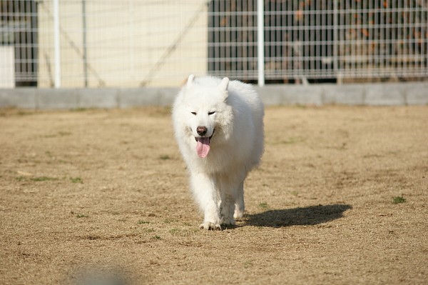 サモエド in 毛呂山　03_c0109780_18571991.jpg