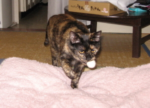 f0091785_2395898.jpg