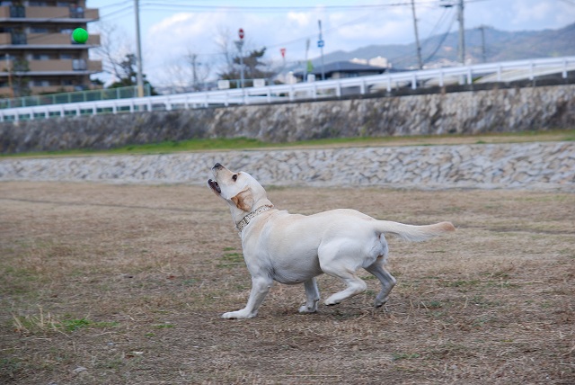 d0091700_2054110.jpg