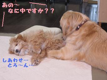 12月11日から22日の11日間 まとめて_e0136815_10265384.jpg
