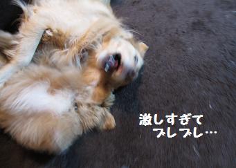 12月11日から22日の11日間 まとめて_e0136815_9341898.jpg