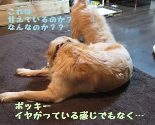 12月11日から22日の11日間 まとめて_e0136815_934439.jpg