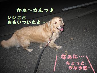 12月11日から22日の11日間 まとめて_e0136815_9365690.jpg