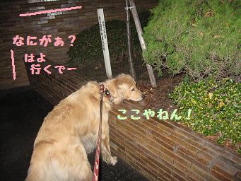 12月11日から22日の11日間 まとめて_e0136815_9375714.jpg