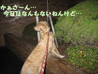 12月11日から22日の11日間 まとめて_e0136815_9393728.jpg