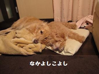 12月11日から22日の11日間 まとめて_e0136815_9444650.jpg