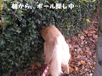 12月11日から22日の11日間 まとめて_e0136815_9465647.jpg