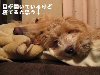 12月11日から22日の11日間 まとめて_e0136815_946614.jpg