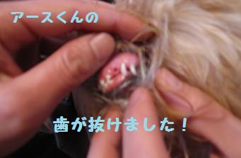 12月11日から22日の11日間 まとめて_e0136815_954873.jpg