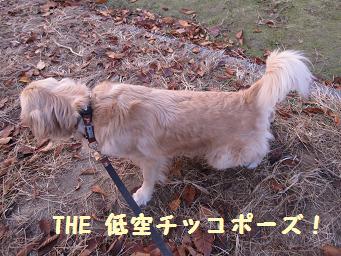 12月11日から22日の11日間 まとめて_e0136815_958247.jpg