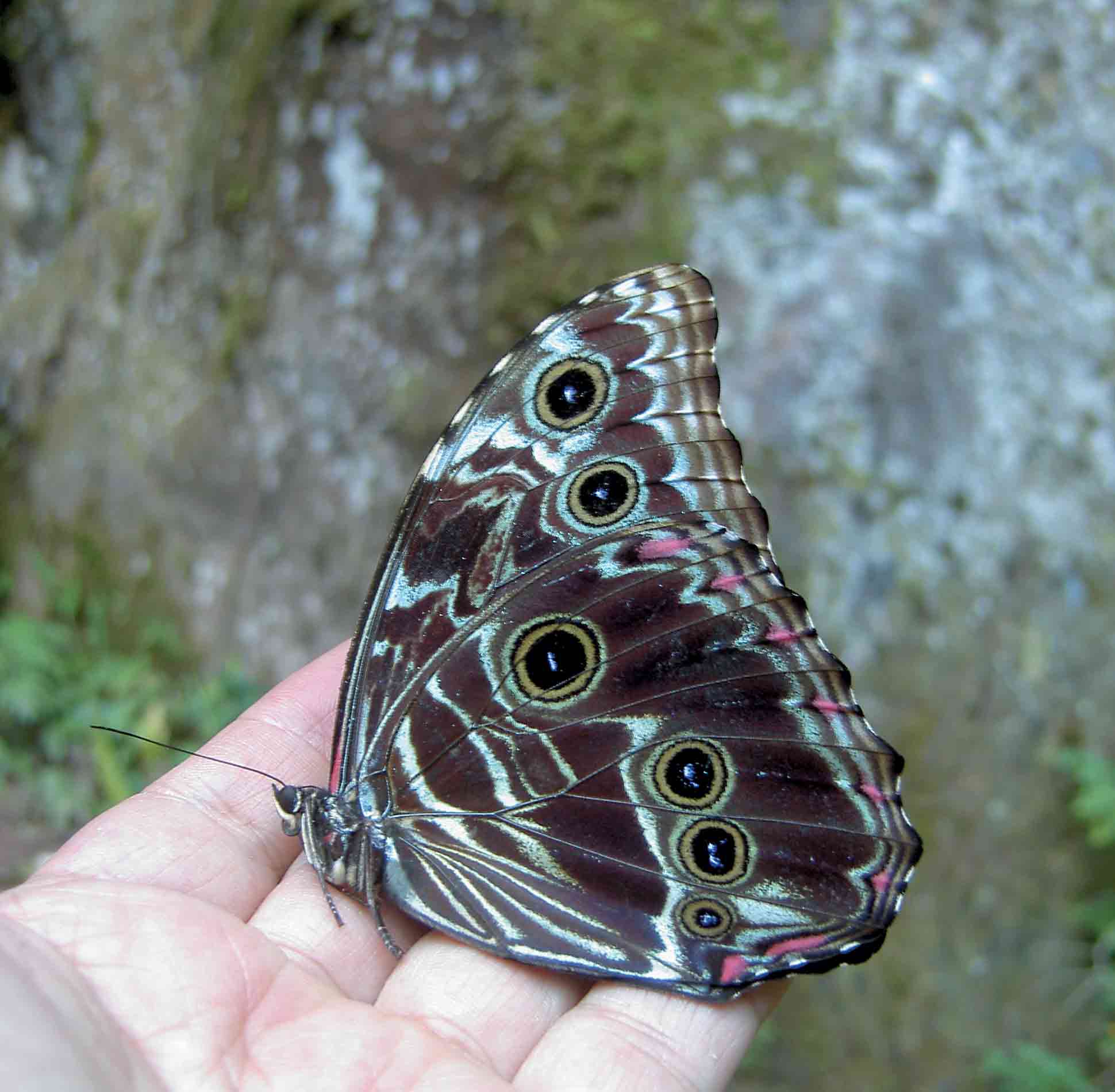 日本の蝶と世界の蝶のブログ