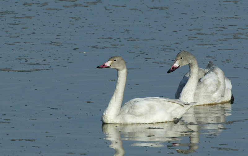 コハクチョウ Cygnus bewickii_f0161823_218574.jpg