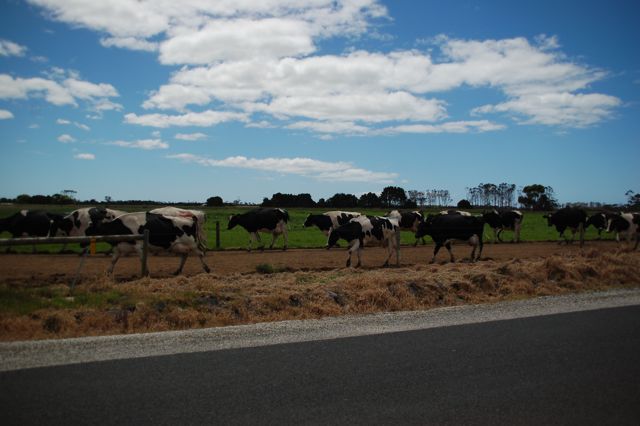 Tasmania  -around Stanley-_e0140529_20281157.jpg