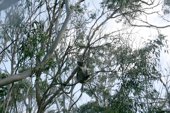 Wild Koala_c0035836_2265281.jpg