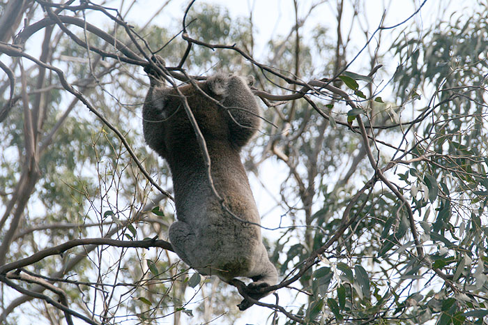 Wild Koala_c0035836_2291549.jpg