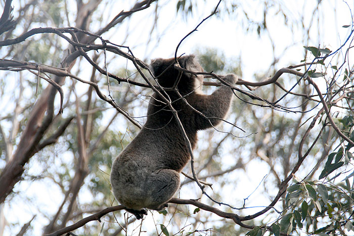 Wild Koala_c0035836_229330.jpg