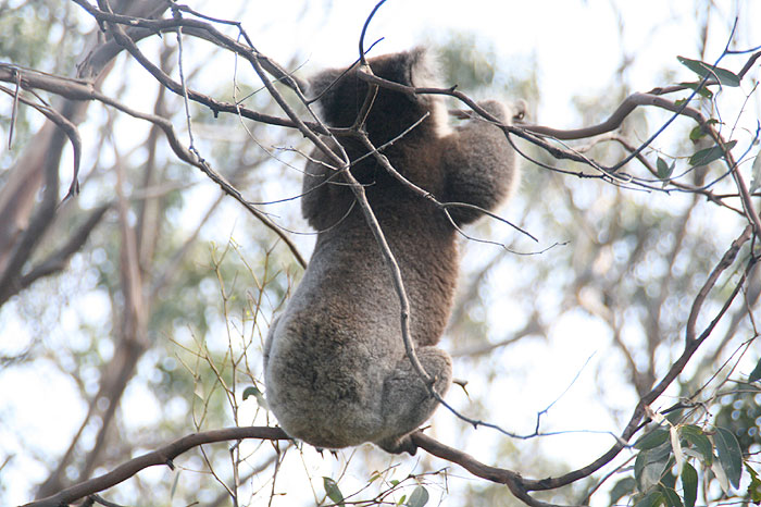 Wild Koala_c0035836_229784.jpg