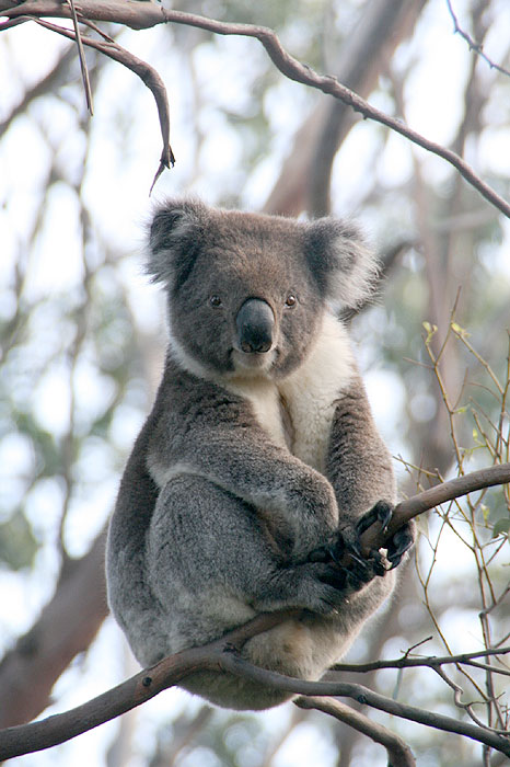 Wild Koala_c0035836_2345615.jpg