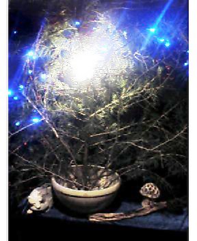 メリークリスマス☆_a0083140_1144497.jpg