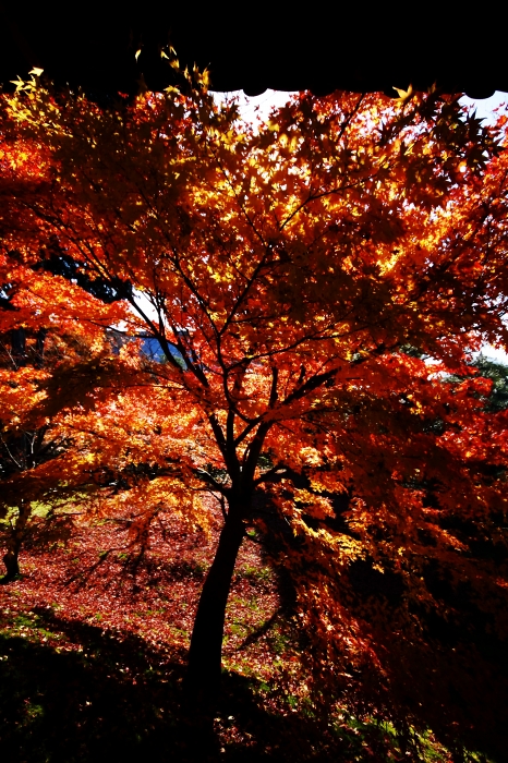 京都　末の紅葉_d0152341_1584421.jpg