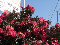 イノセント・ラヴ 最終回_e0080345_16155210.jpg