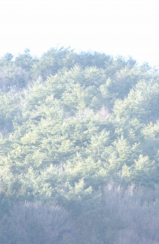b0029350_16452921.jpg