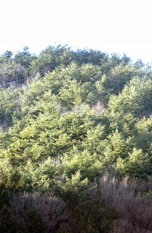 b0029350_16462257.jpg