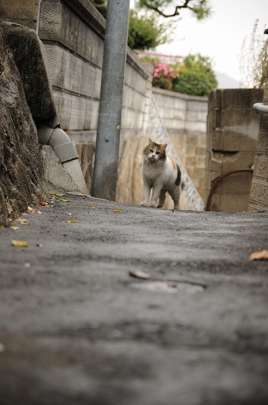 尾道　ねこ_f0137351_19301413.jpg