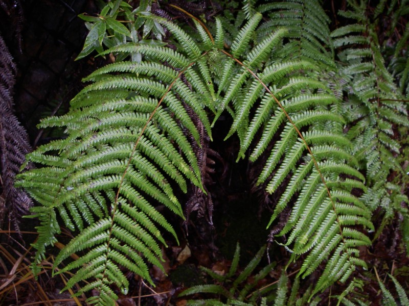 c0108863_1171160.jpg