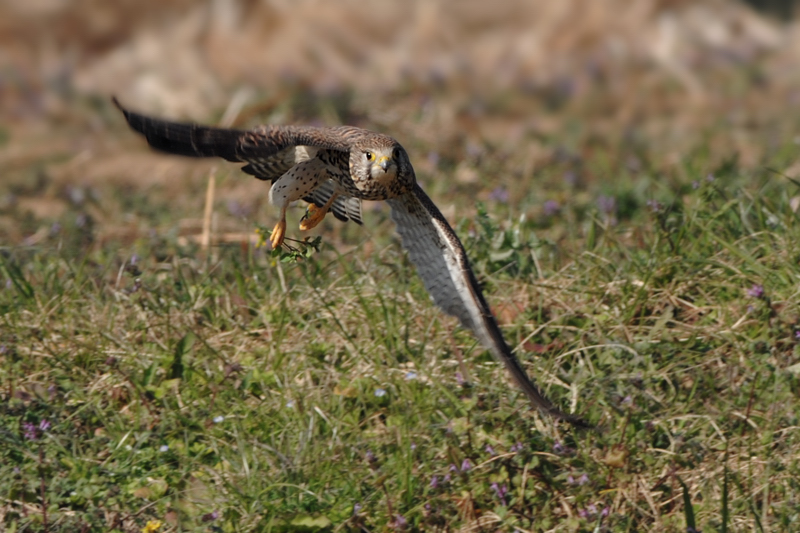 チョウゲンボウ_f0053272_8373950.jpg