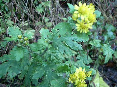 アワコガネギク(泡黄金菊)_c0085874_23125350.jpg