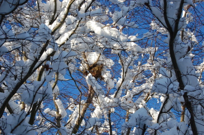 バンクーバーの庭先の雪景色。_d0129786_1638118.jpg