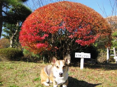紅葉撮影会~♪_f0155118_75825.jpg